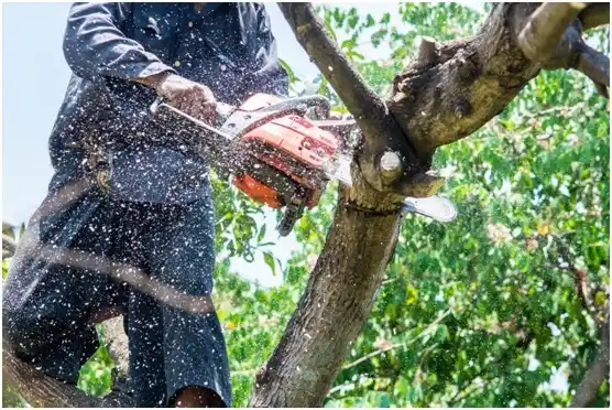 tree services Charles Town